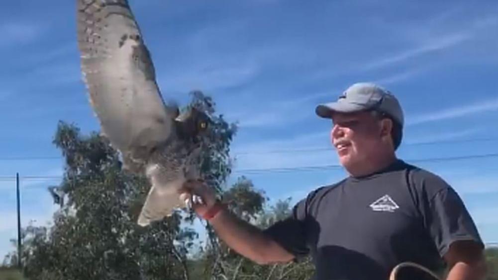 Watch a trapped owl get 'fished' out of a Tucson chimney